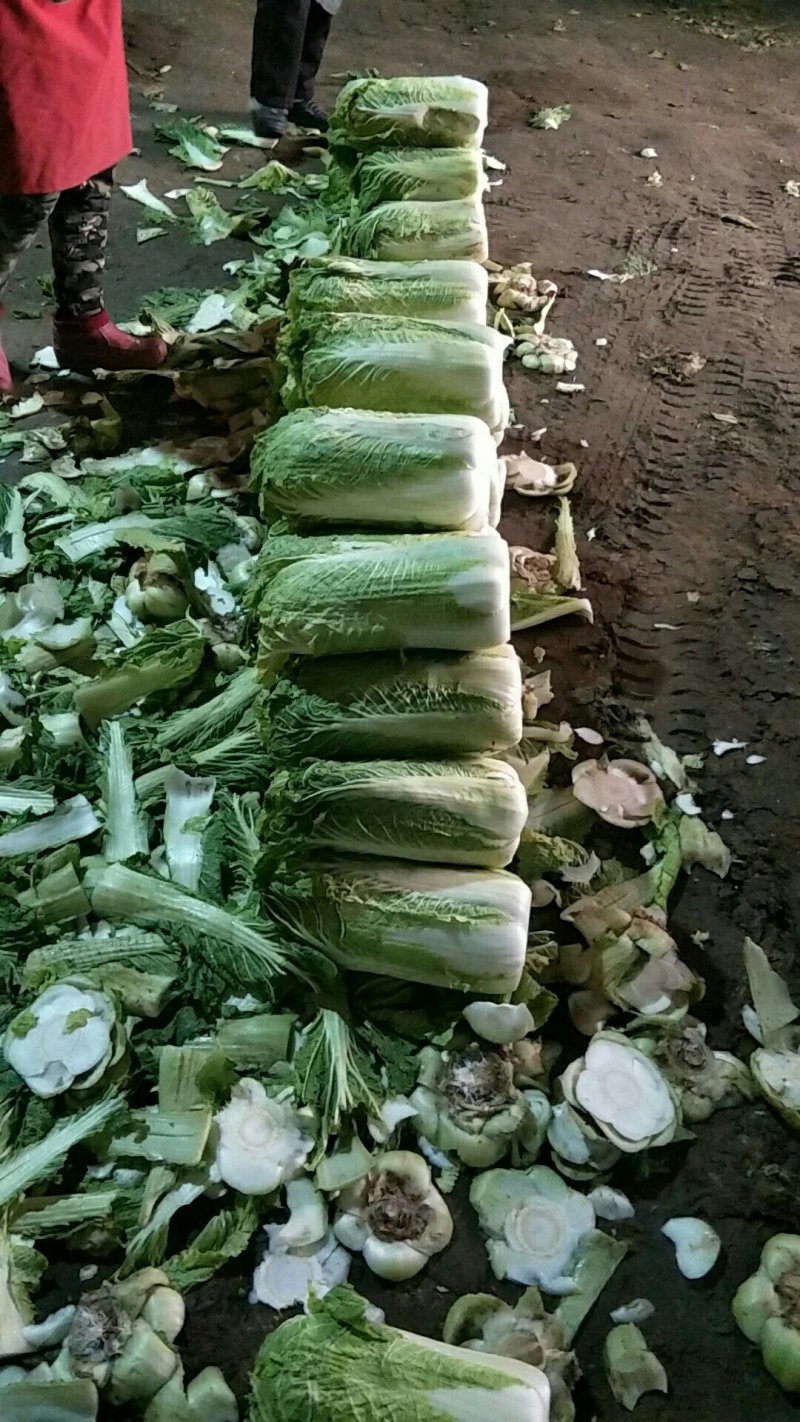 北京新三号，4---6斤，精品，河北唐山市滦南县大量供应