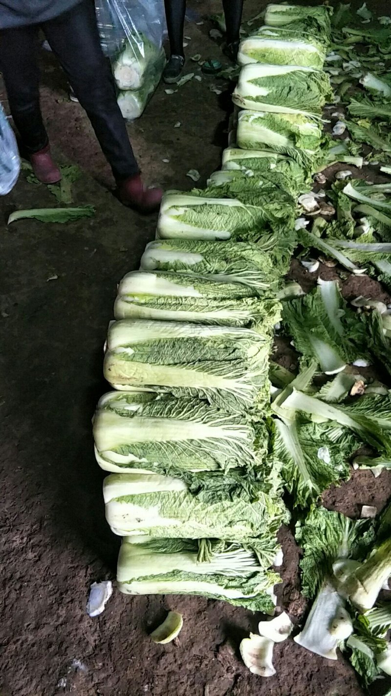 北京新三号，4---6斤，精品，河北唐山市滦南县大量供应