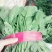 小叶菠菜