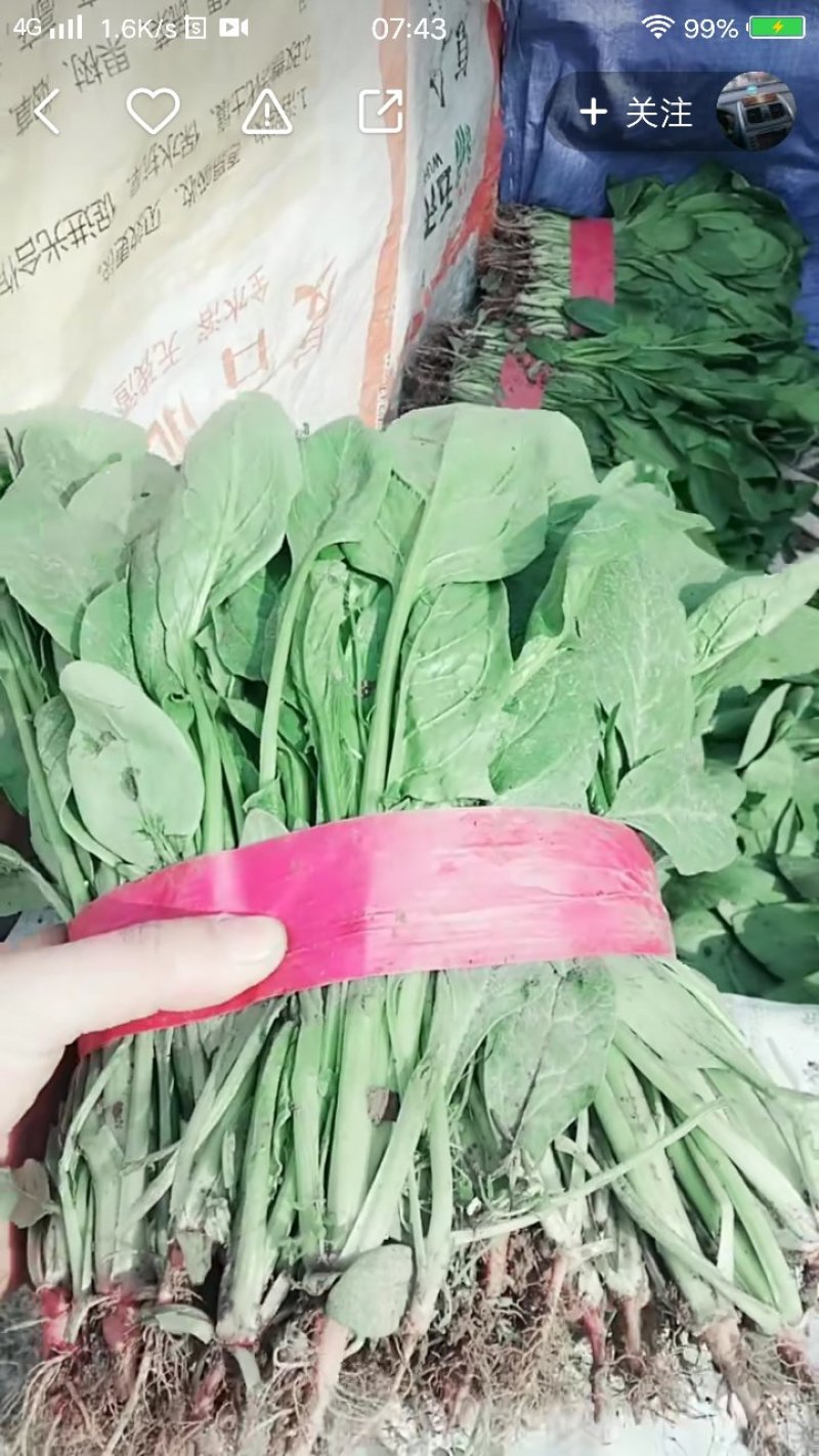 小叶菠菜