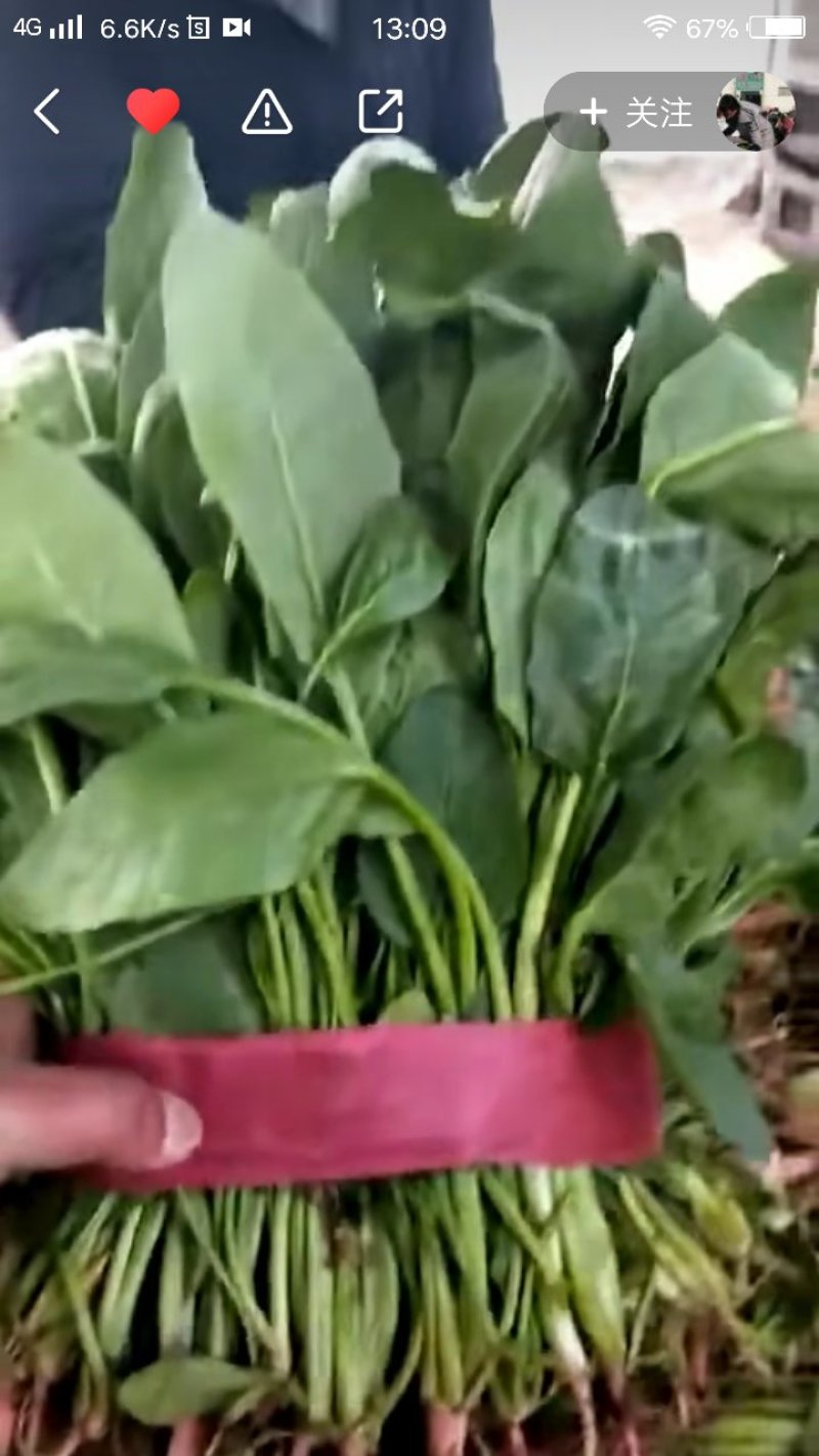小叶菠菜