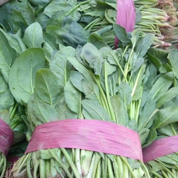小叶菠菜
