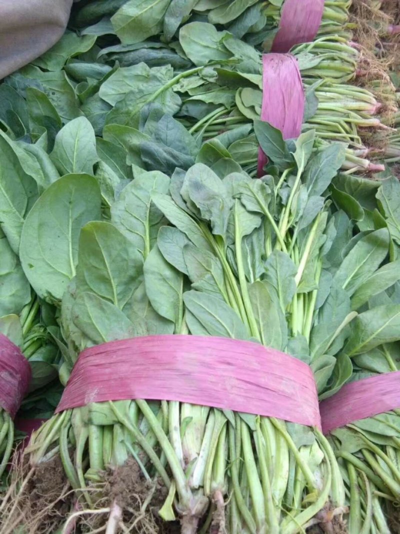 小叶菠菜