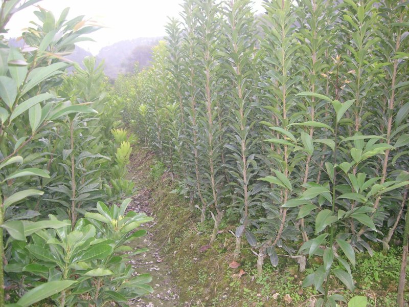 东魁杨梅树苗，2年嫁接苗，包成活包结果，全国包邮