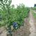 组培蓝莓苗：绿宝石，兔眼，薄雾，带营养土发货，包邮