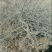野生苦参
