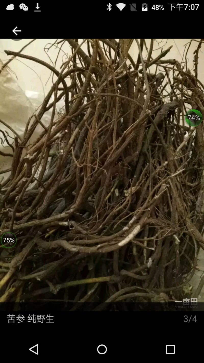 野生苦参