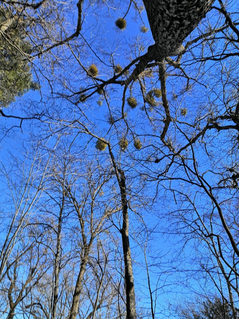 东北野生冻青需要的老板联系