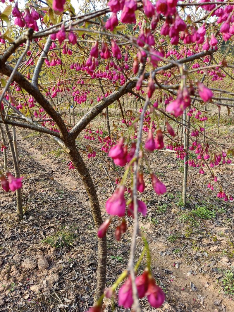 台湾樱花