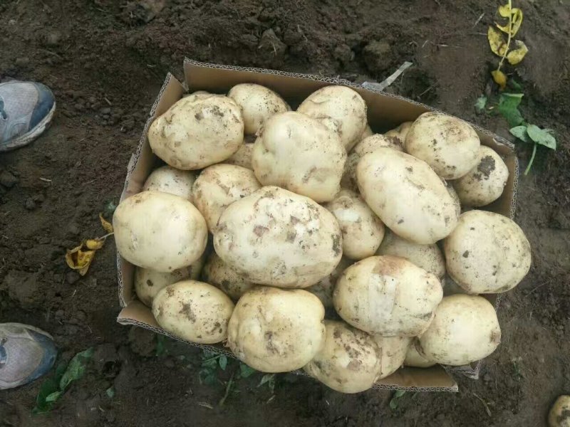 大棚土豆