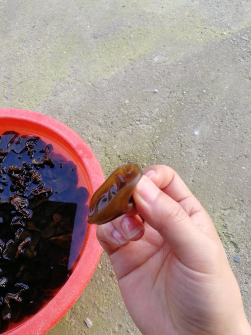 头茬春木耳参考价