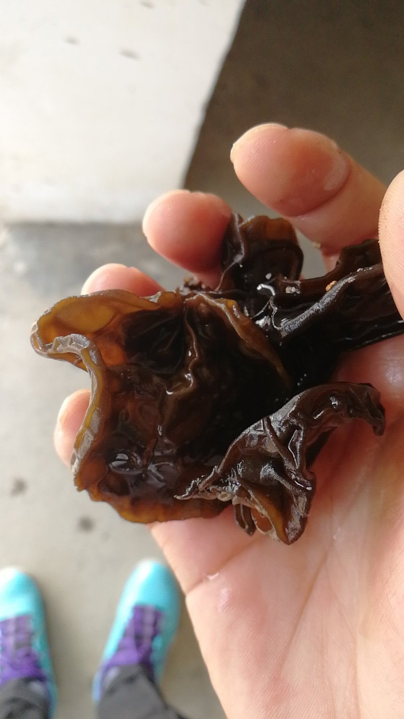 头茬春木耳参考价