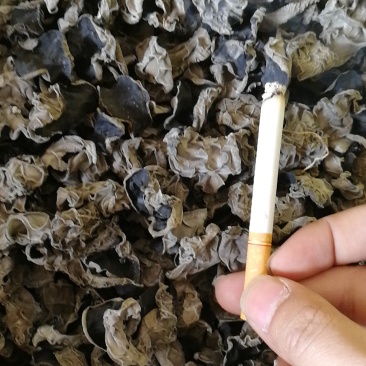 头茬春木耳参考价