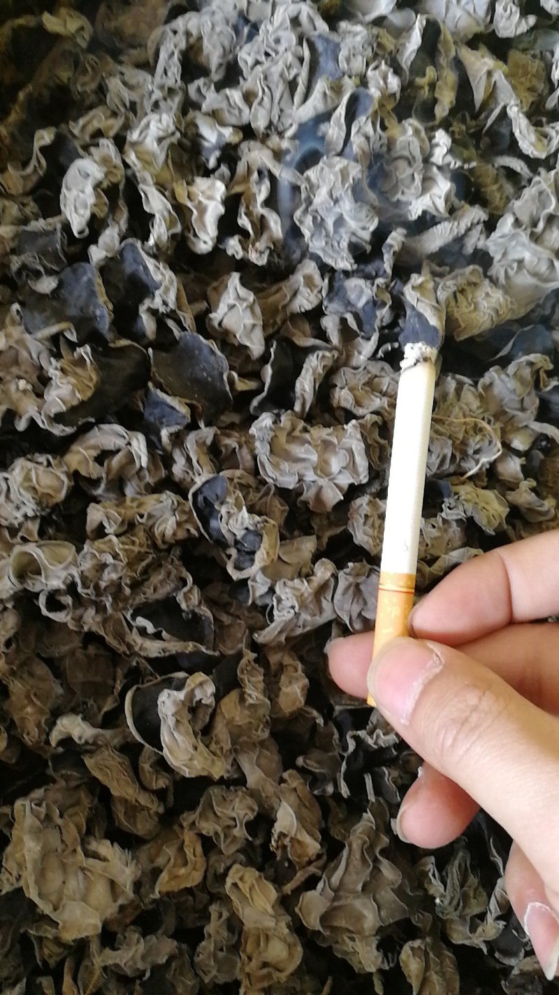 头茬春木耳参考价