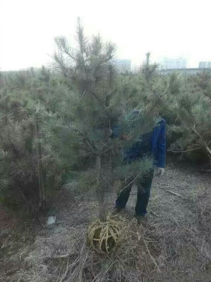求购黑松苗木常年批发供应黑松价格优惠沭阳黑松基地大量销