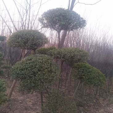 小叶女贞造型有需要的联系我