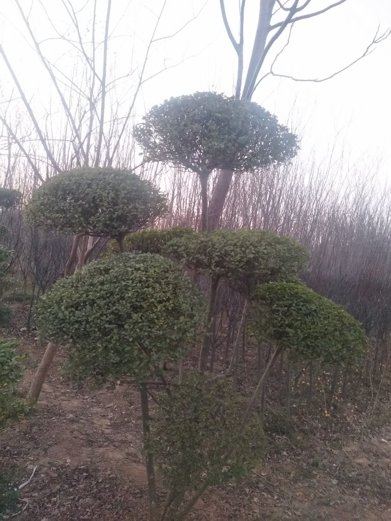 小叶女贞造型有需要的联系我