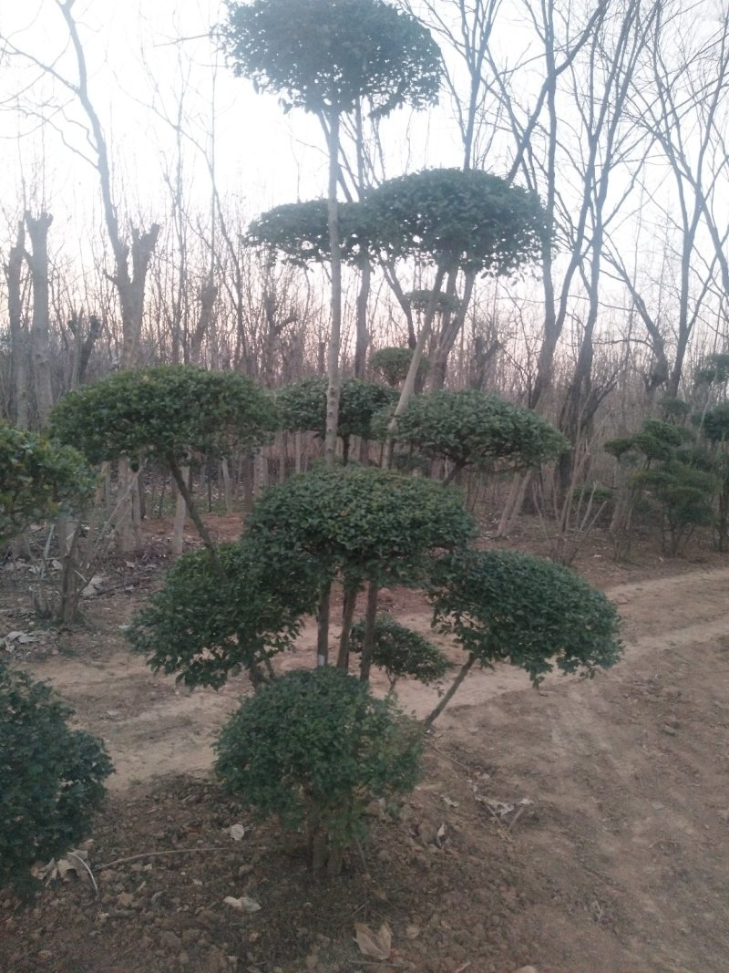 小叶女贞造型有需要的联系我