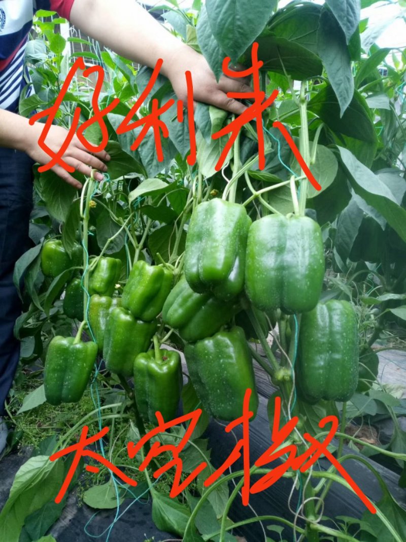 辣椒苗尖椒苗线椒苗太空椒苗螺丝椒苗菜椒苗方椒苗陇椒苗