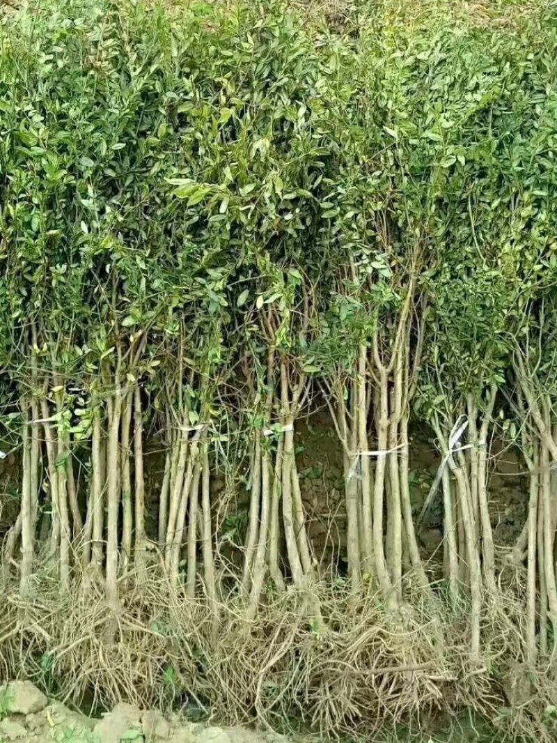 苗木种苗