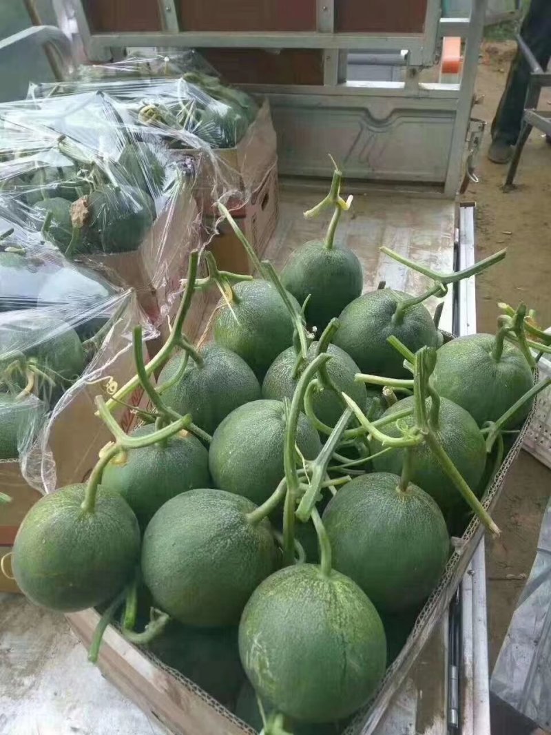 甜瓜苗绿宝羊角蜜博洋9号不嫁接甜瓜苗直播甜瓜苗