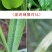 悦速展高效植物油100g高效助剂展着渗透溶蜡封闭增效剂