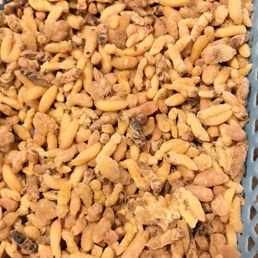 树蜂