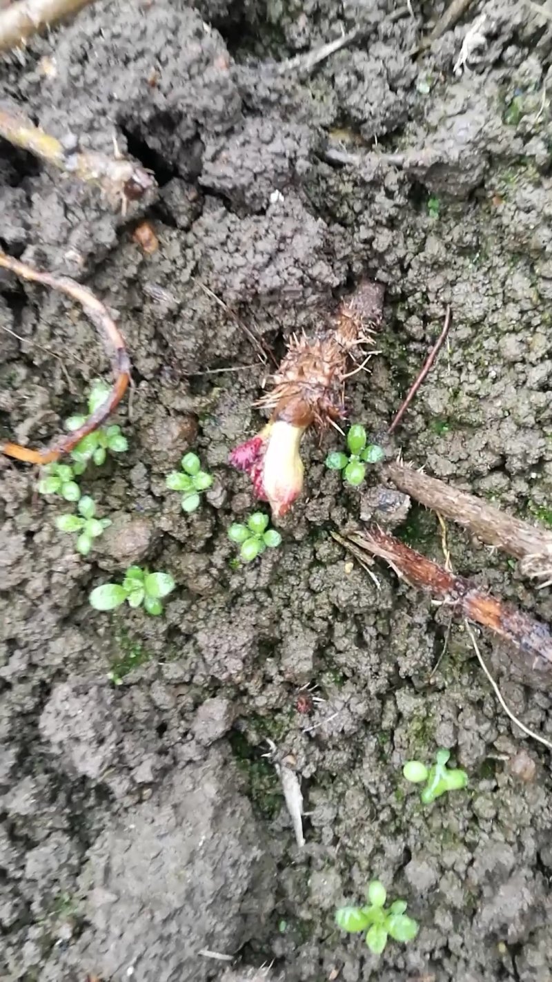 优质刺嫩芽种子刺嫩芽苗保质量保纯度