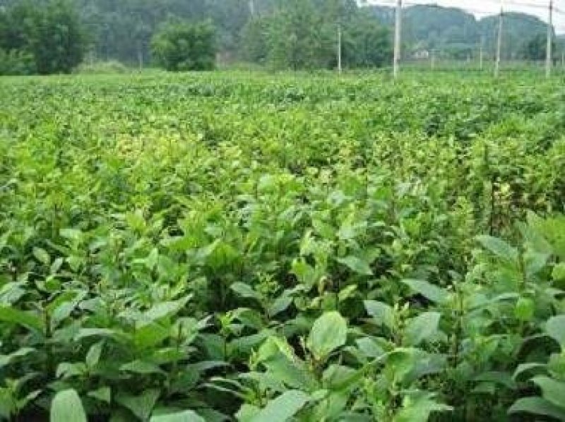 玄参玄参芽头改良玄参香蕉型，品种纯正。高产抗病。