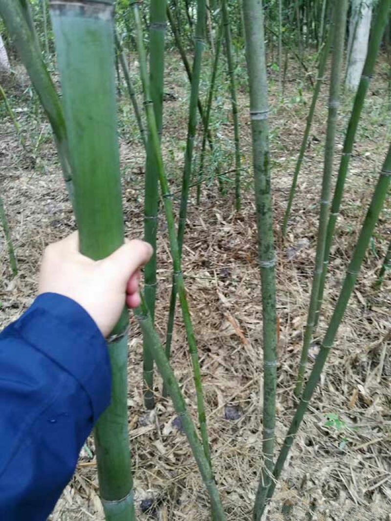 求购早园竹苗常年批发供应早园竹价格优惠沭阳早园竹子