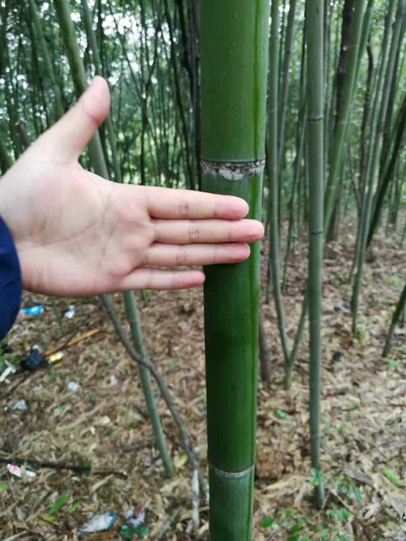 求购早园竹苗常年批发供应早园竹价格优惠沭阳早园竹子