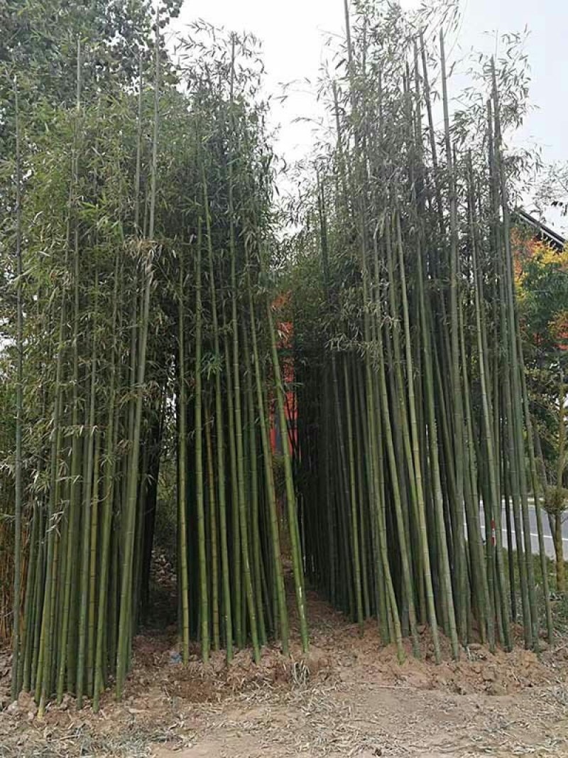 求购早园竹苗常年批发供应早园竹价格优惠沭阳早园竹子