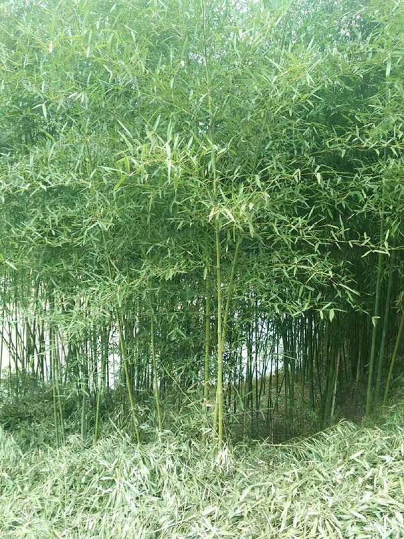 求购早园竹苗常年批发供应早园竹价格优惠沭阳早园竹子