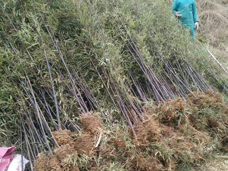 沭阳紫竹子基地大量销售中常年批发供应紫竹价格优惠