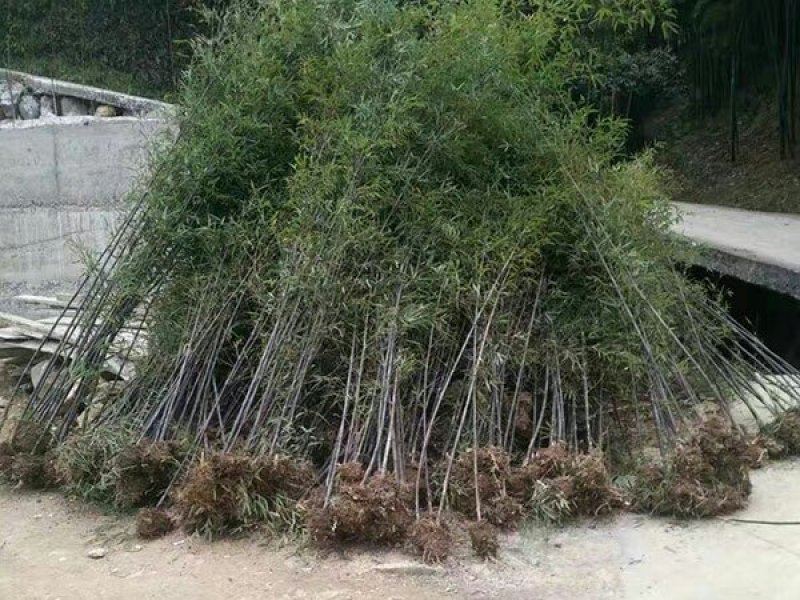沭阳紫竹子基地大量销售中常年批发供应紫竹价格优惠