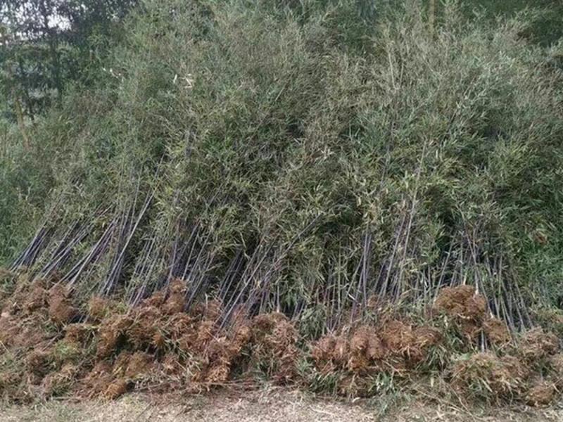 沭阳紫竹子基地大量销售中常年批发供应紫竹价格优惠