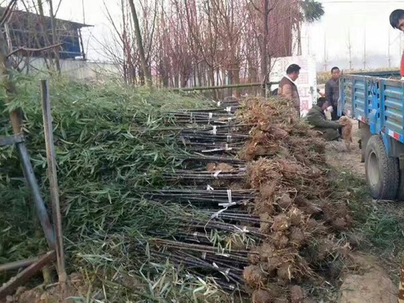 沭阳紫竹子基地大量销售中常年批发供应紫竹价格优惠