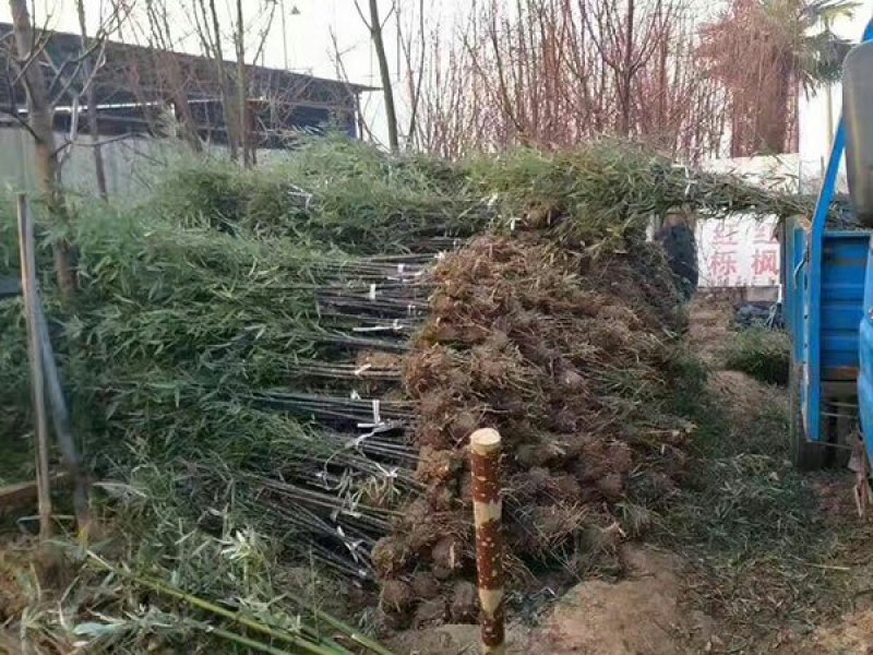 沭阳紫竹子基地大量销售中常年批发供应紫竹价格优惠