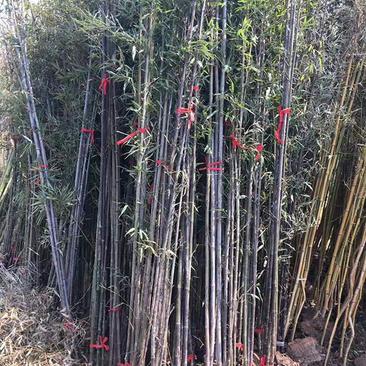 沭阳紫竹子基地大量销售中常年批发供应紫竹价格优惠