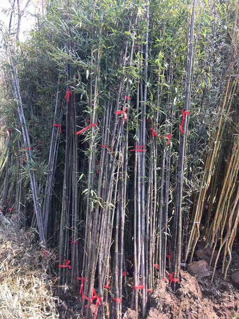 沭阳紫竹子基地大量销售中常年批发供应紫竹价格优惠