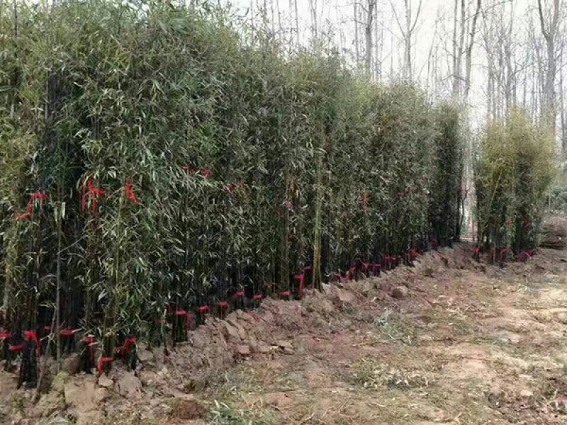 沭阳紫竹子基地大量销售中常年批发供应紫竹价格优惠
