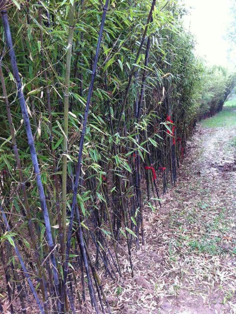 沭阳紫竹子基地大量销售中常年批发供应紫竹价格优惠