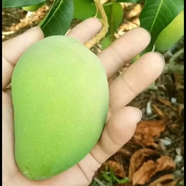 海南台农芒果大批量上市有需要的请联系我