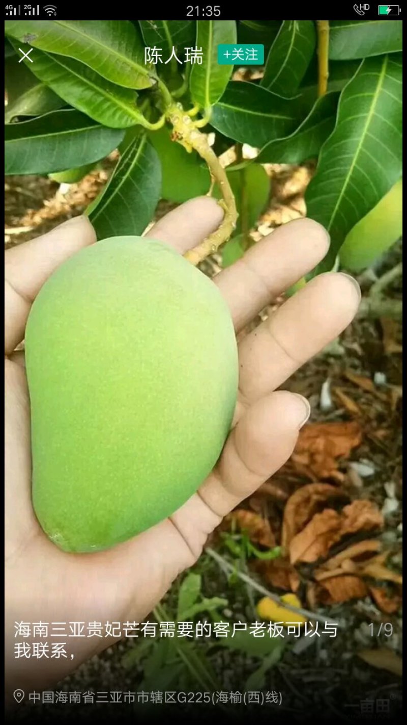 海南台农芒果大批量上市有需要的请联系我