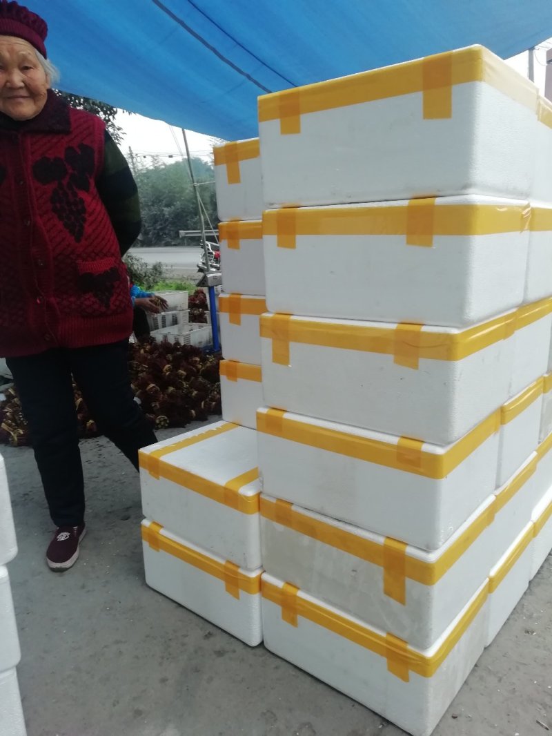 新鲜红香椿芽当天采摘当天发货