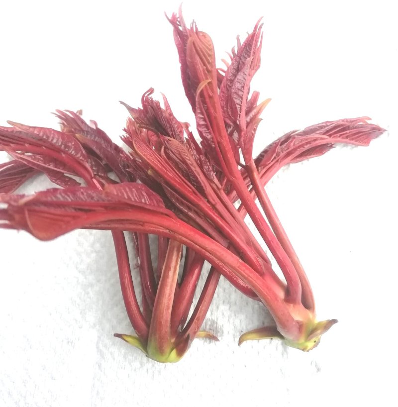 新鲜红香椿芽品质杠杠的