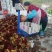新鲜红香椿芽品质杠杠的