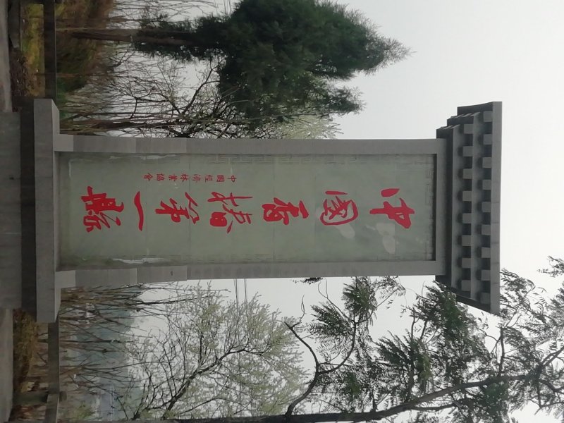 新鲜红香椿芽品质杠杠的