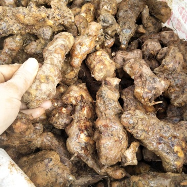 中土茯苓，白肉，价格优惠！要货需要提前预定