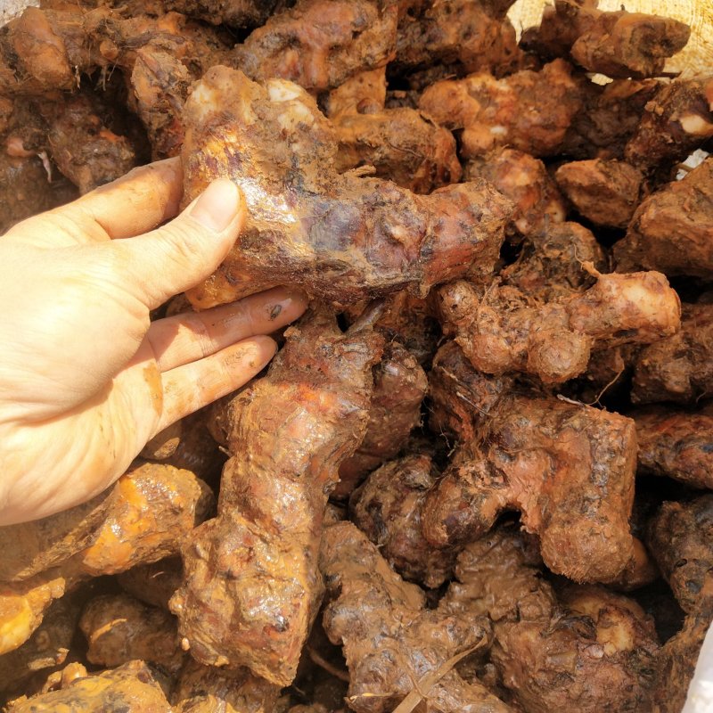 中土茯苓，白肉，价格优惠！要货需要提前预定